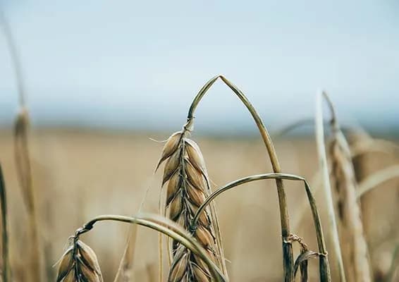 Czy mąkę pszenną można zastąpić orkiszową? Odkryj zdrowe alternatywy Czy mąkę pszenną można zastąpić orkiszową? Odkryj zdrowe alternatywy